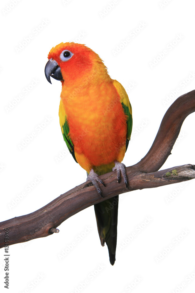 Fototapeta premium Cute Sun Conure Parrot Sitting on a Wooden Perch