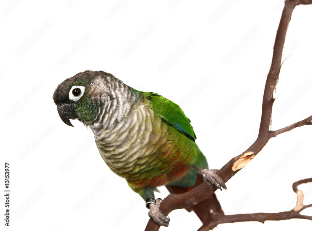 Naklejka premium Green Cheek Conure on a Tree Branch Isolated
