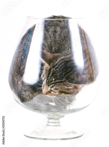 Kitten in a glass for wine