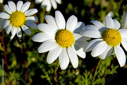 Quadro su tela fiori