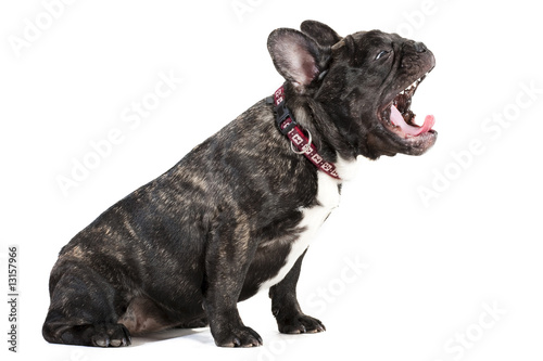 Yawn French bulldog
