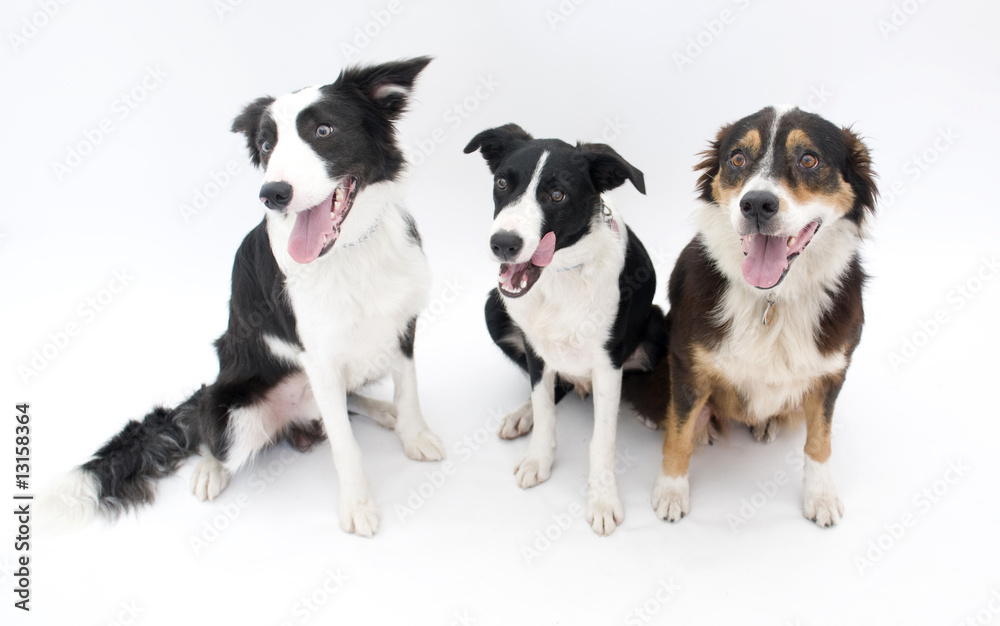 Three Dogs Isolated