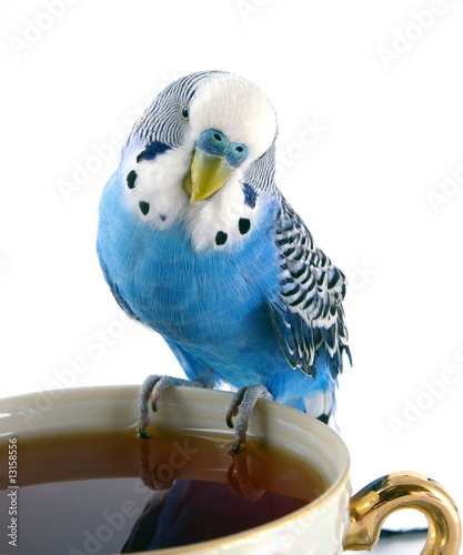 Parrot and cup with tea