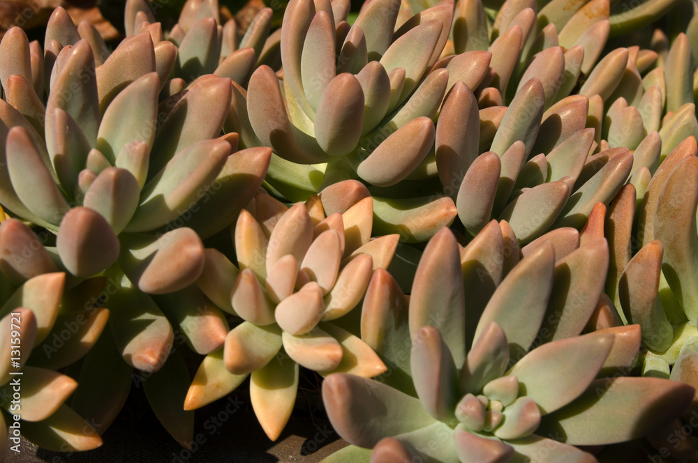 Obraz premium Sedum