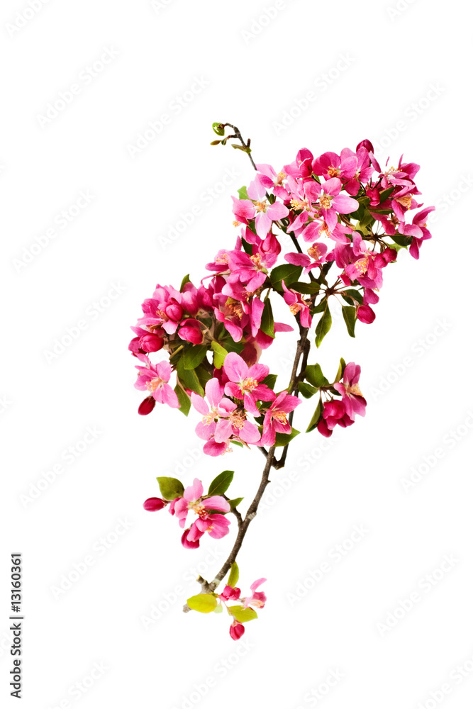 Crab Apple tree blossom on a white background. Crab Apple tree blossom on a white background.