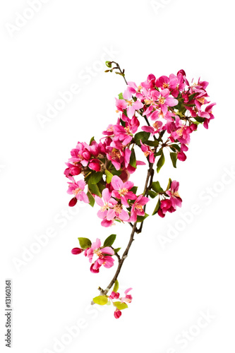 Crab Apple tree blossom on a white background.