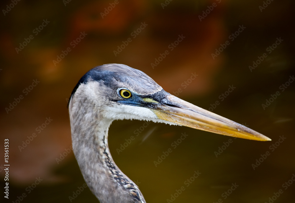 tropical bird in a park in Florida tropical bird in a park in Florida