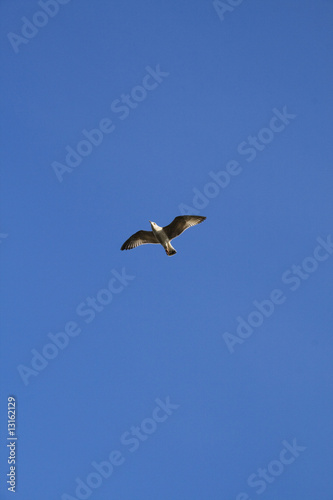 Sea Gull in the Sky