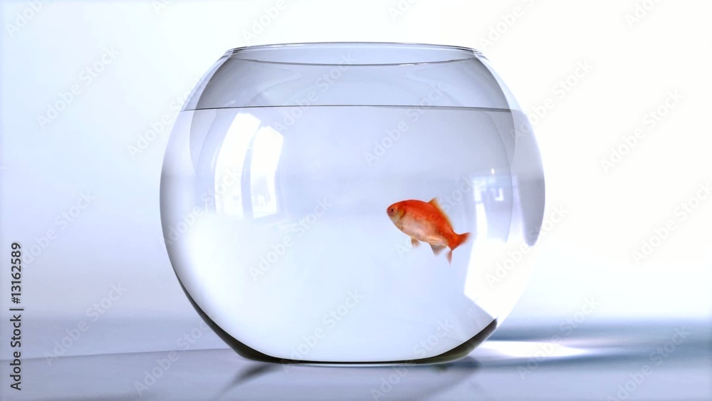 goldfish salto