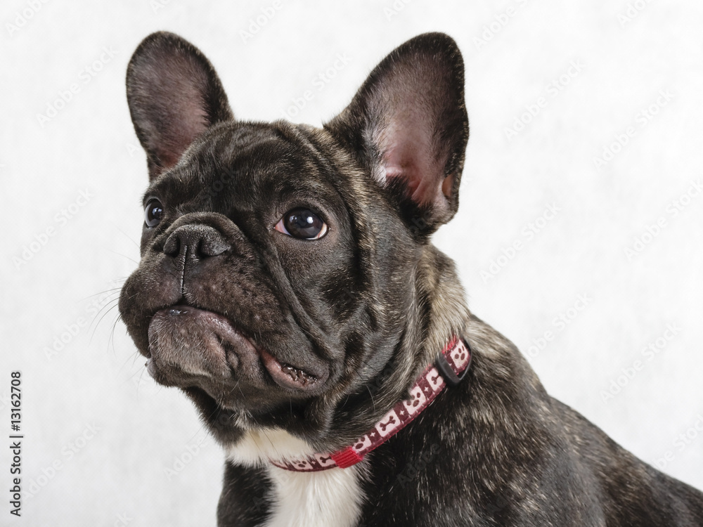 Young female French bulldog