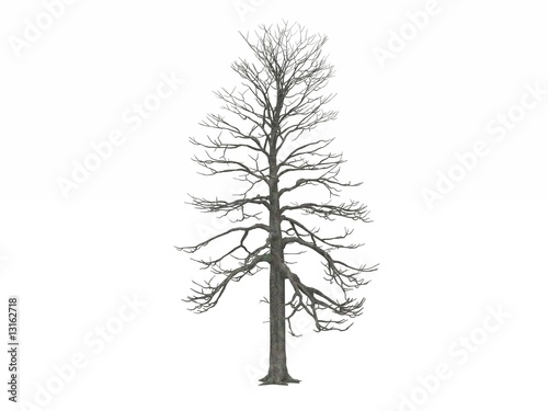 Leafless Winter tree