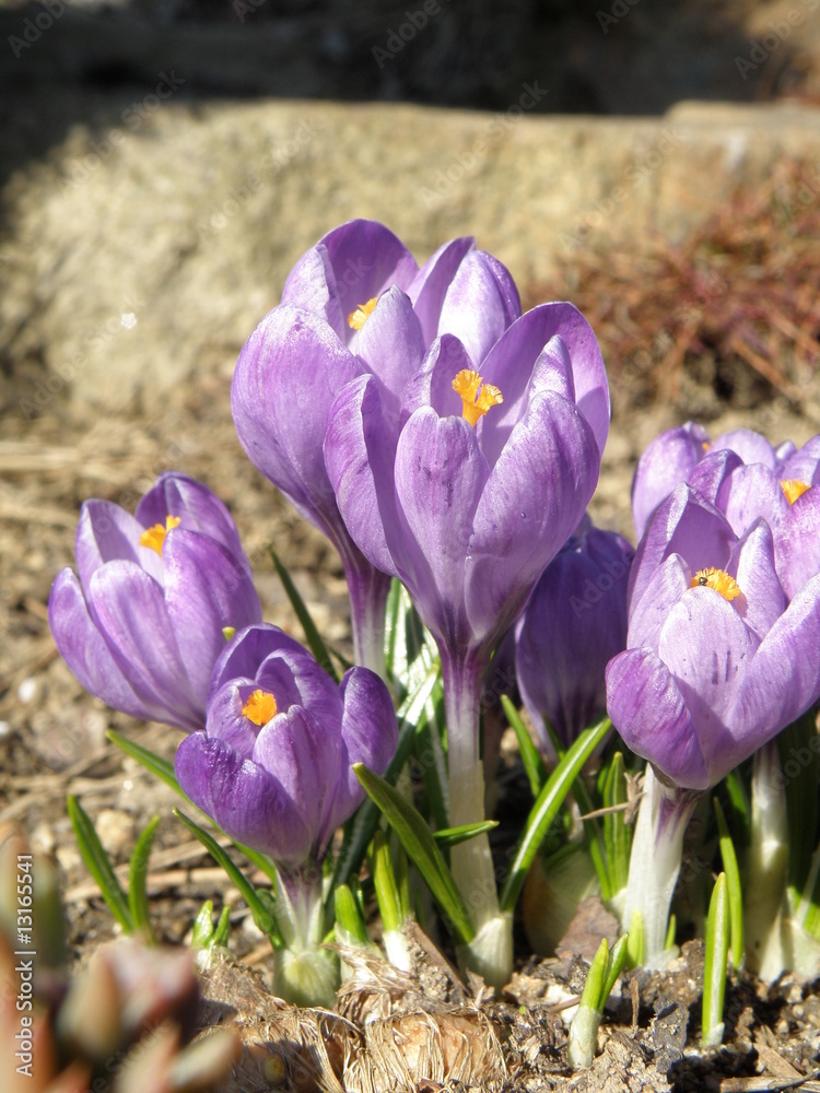 Purple crocus Purple crocus