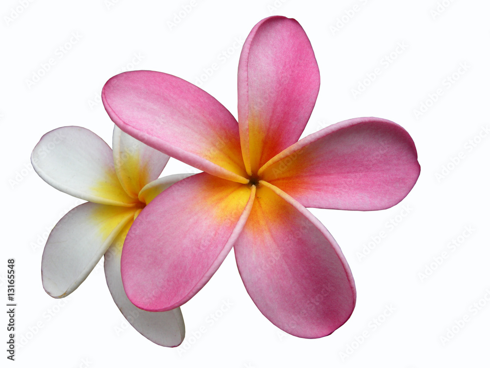 Fototapeta premium Frangipani