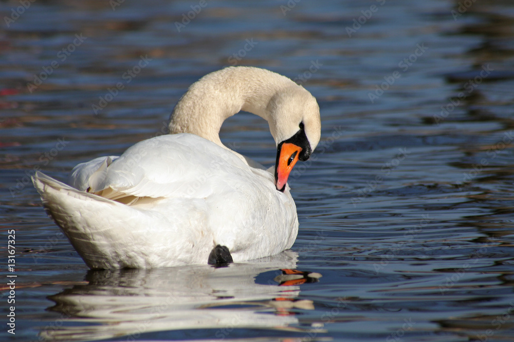 Naklejka premium Schwan - müde
