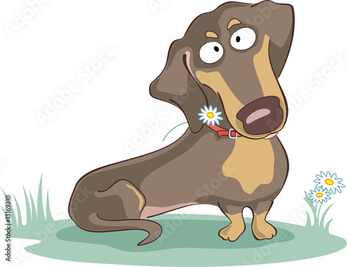 dachshund with camomile