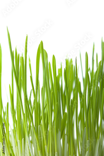 fresh green grass isolated background