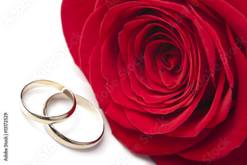 Golden wedding rings and red rose isolated photo