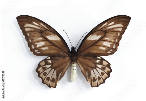 Ornithoptera priamus urvillianus (female)