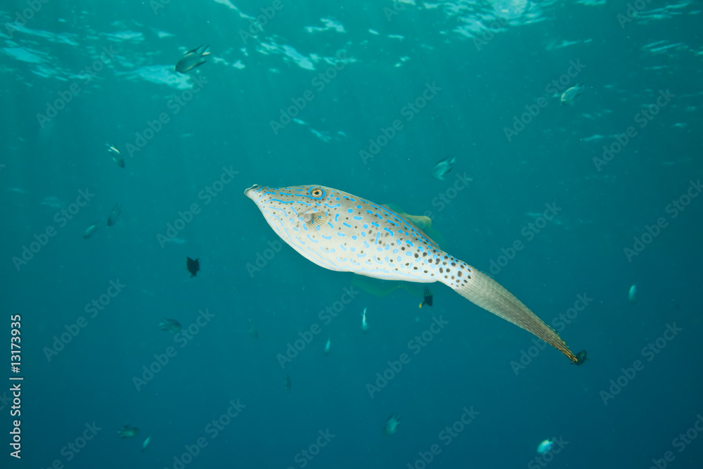 Naklejka premium scrawled filefish