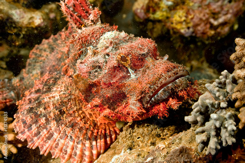 Fotografija smallscale scorpionfish