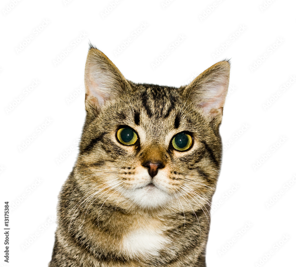 cat, a portrait cat, a portrait