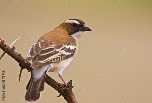 Sparrow-weaver
