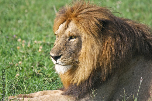 Male Lion Resting in Singita Grumeti Reserves