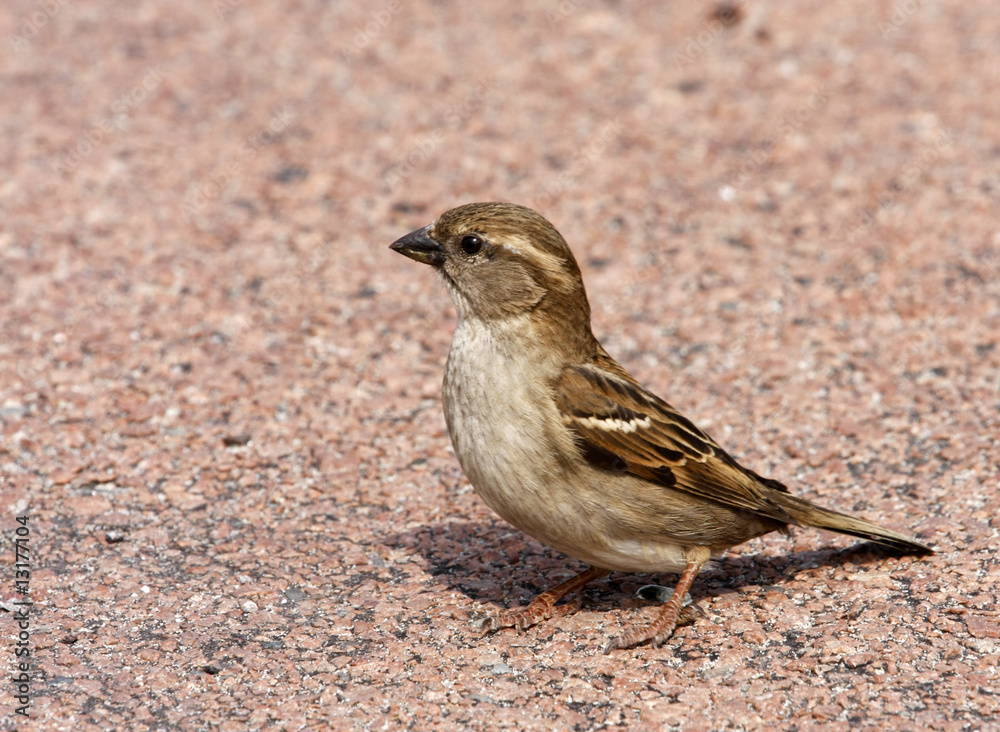 moineau commun sur du granit rose