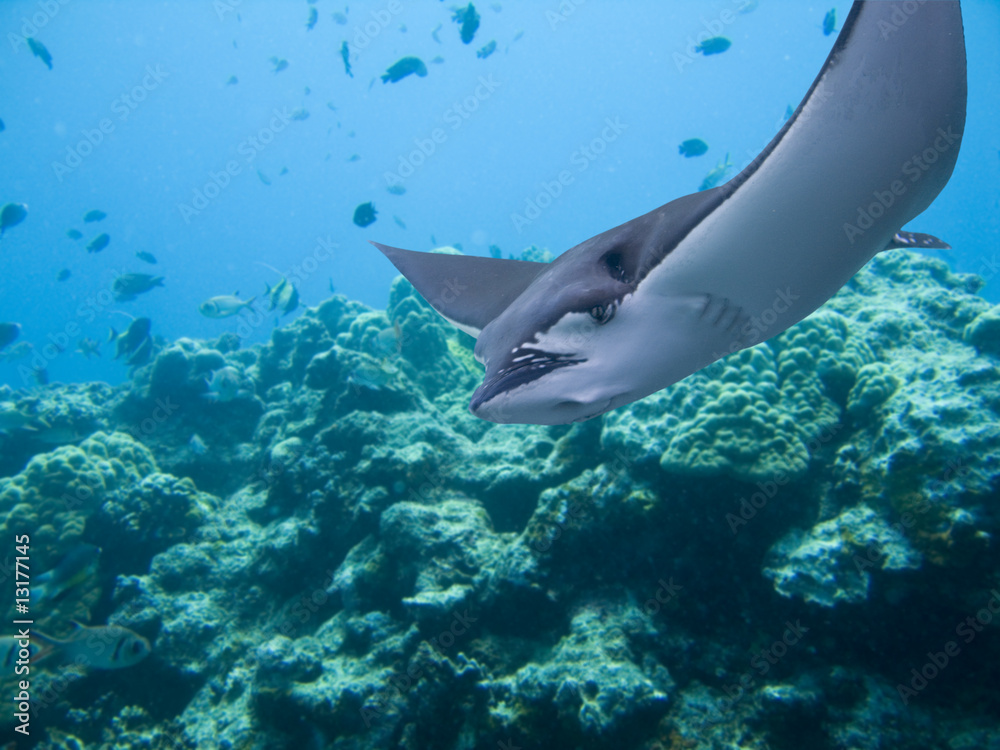 Fototapeta premium Stingray