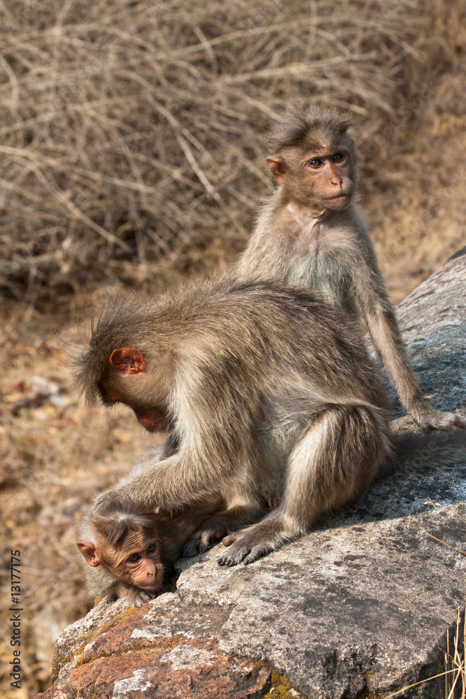 Bonnet Macaque Family Grooming by the Roadside Bonnet Macaque Family Grooming by the Roadside