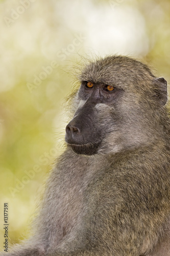 Baboon © Gerrit de Vries