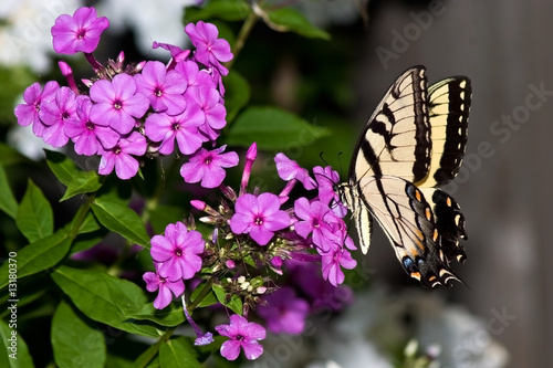 swallowtail butterfly feeds on a pink petunia #13180370