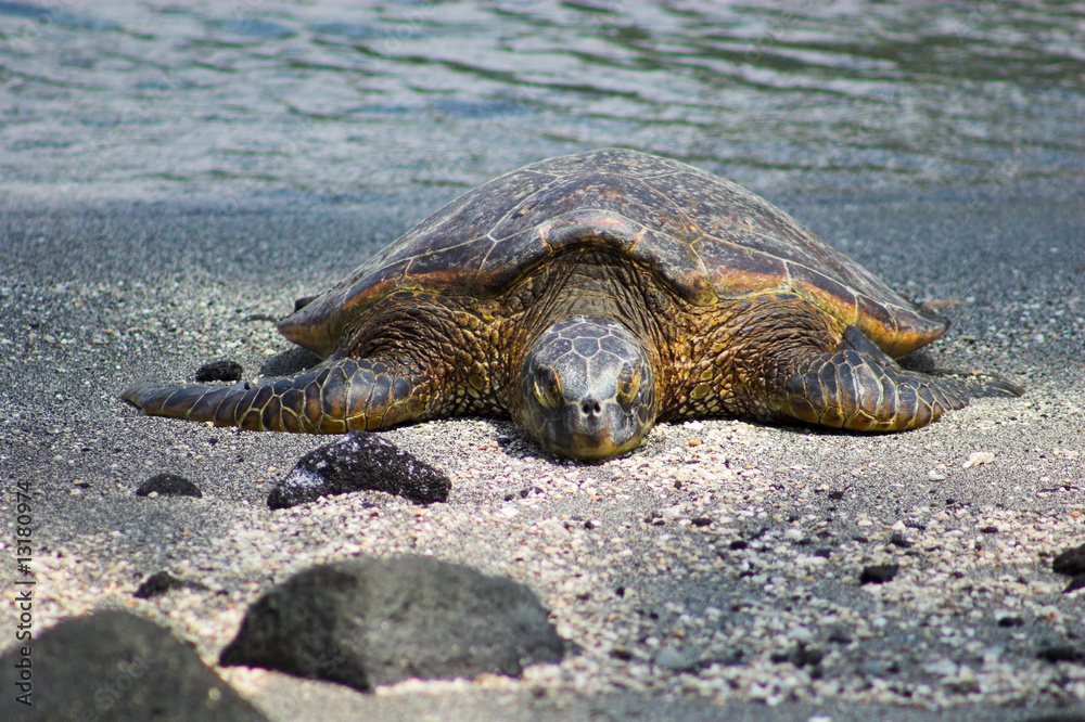 Resting turtle