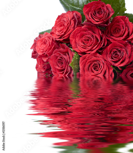 Beautiful red roses on a white background
