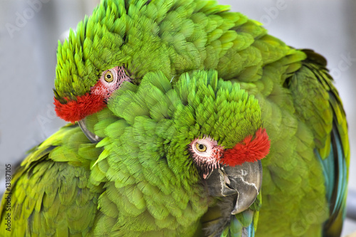 Cuddling Green Military Macaws #13187105