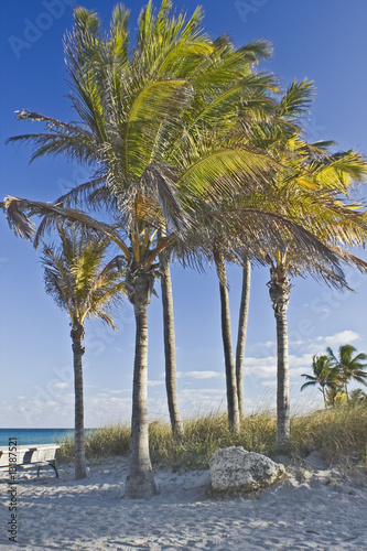 Palm tree on the ocean in Miami