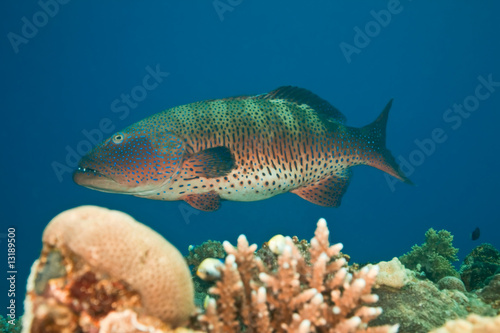 coralgrouper © stephan kerkhofs