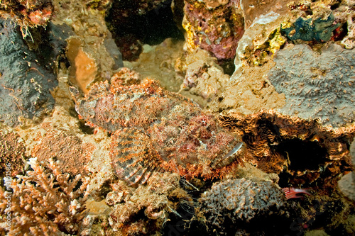 smallscale scorpionfish