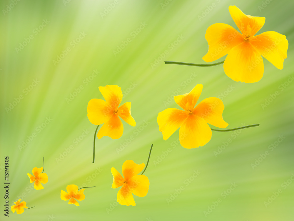 flower flower