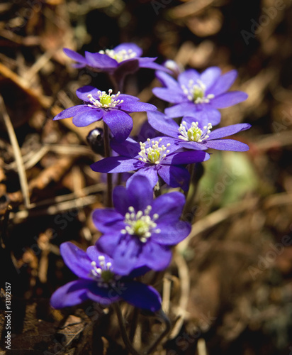Bild auf Leinwand Anemone Hepatica