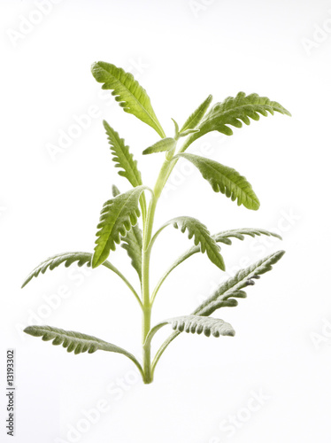 Lavendel