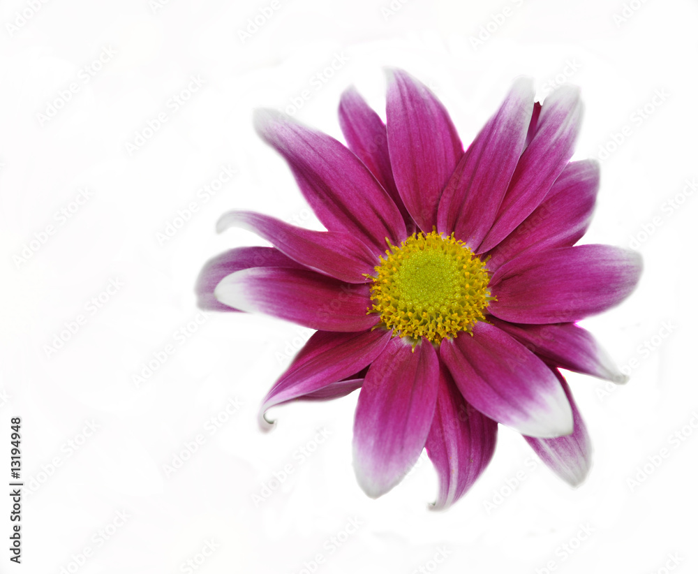 Purple Daisy