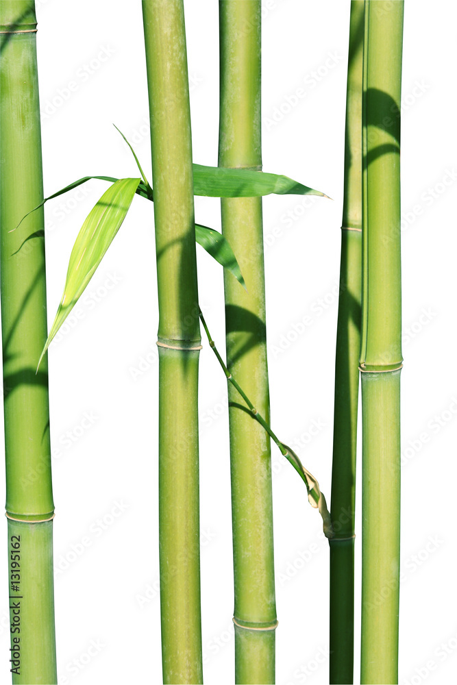 Obraz premium bambou2