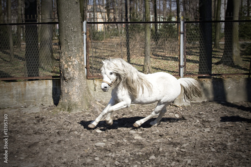 white pony running 2