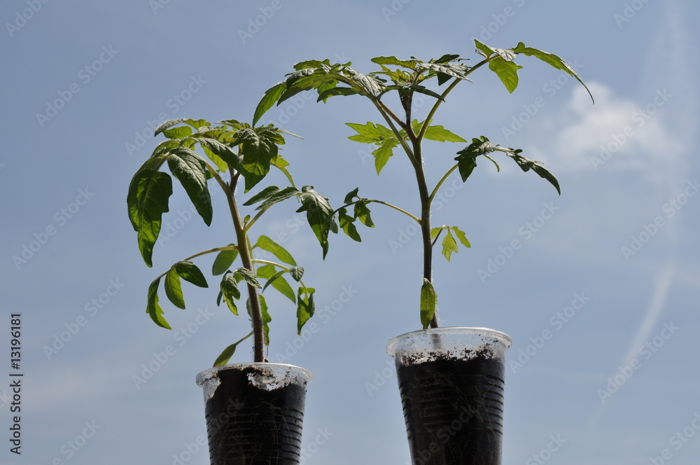 semillero de tomates