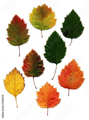many different autumn leaves
