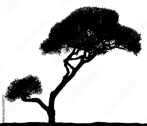 asian tree bonsai