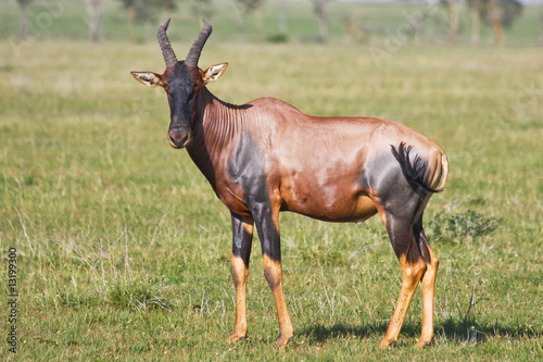 Topi Antelope in Grumeti Reserves photo