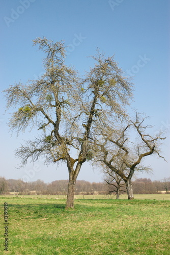 bare trees in spring field