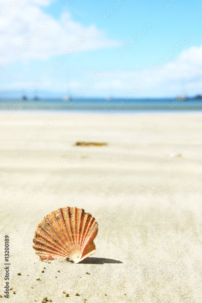 Shell in the sand